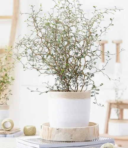BALDUR Garten Maori® Sophora Cotoneaster Little Baby - Zimmerpflanze - Kompakte, mehrjährige Grünpflanze im 11 cm-Topf, blühend und pflegeleicht. Ideal für sonnige bis halbschattige Standorte. Perfekt für jedes Zuhause!