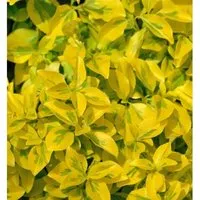 Goldbunte Kriechspindel Emerald Gold 20-30cm - Euonymus fortunei
