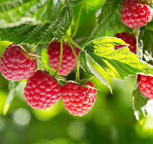 Himbeere `Glen Ample´, komplett dornenlos, Rubus idaeus, im Topf