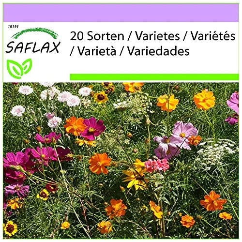 SAFLAX - Wildblumen: Schnittblumen Wiese - 1000 Samen - 20 Wildflower Mix