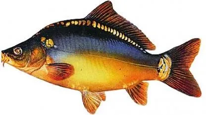 Produktbild Jenzi Aufkleber Karpfen groß