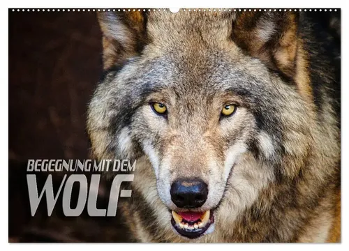 Begegnung mit dem Wolf von CALVENDO