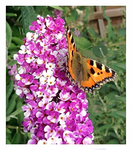 BALDUR Garten 1x Duft-Schmetterlingsflieder 'Berries and Cream®', Pflanze im 9x9 cm-Topf, winterharter Strauch für Beet & Kübel, duftende Blüten, pflegeleicht, lange Blütezeit, bienenfreundlich