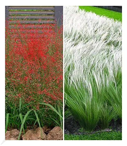BALDUR Garten Ziergras-Kollektion – Rotes Liebesgras & Federgras - Entdecken Sie die 6 Pflanzen der Ziergras-Kollektion für Ihren Garten! Winterhart, mehrjährig und pflegeleicht – ideal für sonnige bis halbschattige Standorte.
