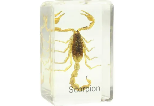 Omegon Omegon Dauerpräparat Skorpion Auf- und Durchlichtmikroskop