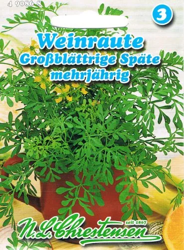 Weinraute Späte Grossblättrige (Portion)