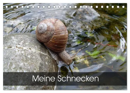CALVENDO Wandkalender Meine Schnecken (Tischkalender 2026 DIN A5 quer), CALVENDO Monatskalen
