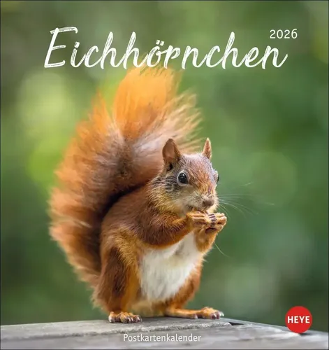 Heye | Eichhörnchen Postkartenkalender 2026 | Kalender | Deutsch | Spiralbindung