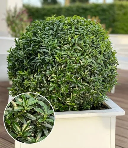 BALDUR Garten Euonymus 'Green Empire®' von BALDUR-Garten