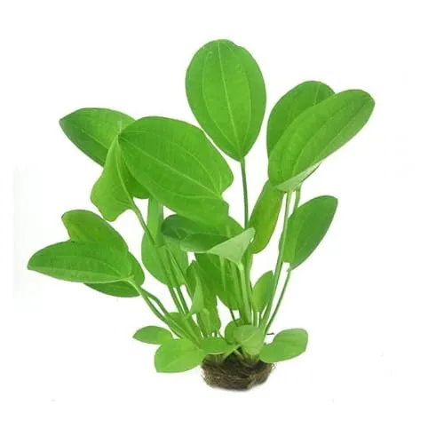 Harbich-Froschlöffel