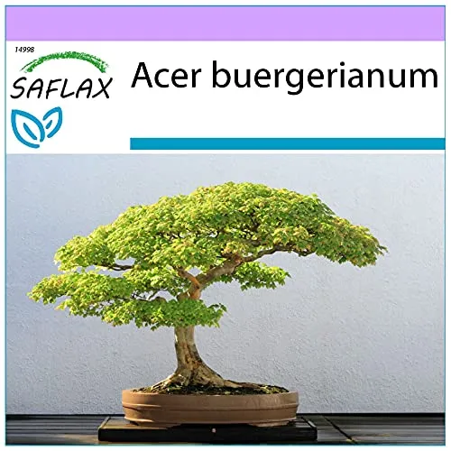 SAFLAX - Bonsai - Dreispitzahorn - 30 Samen - Acer buergerianum