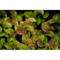Leucothoe axillaris 'Curly Red'
