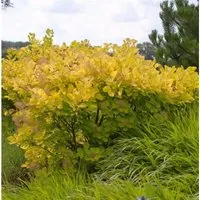 Perückenstrauch Golden Spirit 25-30cm - Cotinus coggygria