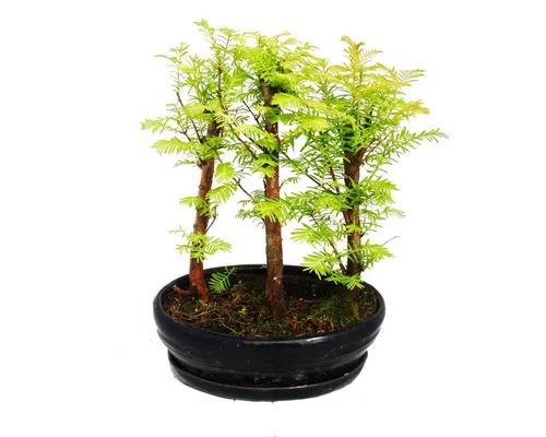 Exotenherz Outdoor-Bonsai Metasequoia glyptostroboides - Zimmerpflanze mit 3 handgearbeiteten Urwelt-Mammutbäumen, ideal für Gartenliebhaber. Ein einzigartiger Bonsai für halbschattige bis sonnige Plätze, der Ihrem Außenbereich Leben verleiht.