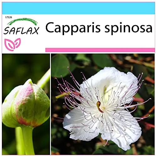 SAFLAX - Geschenk Set - Kräuter - Echter Kapernstrauch - 25 Samen - Mit Geschenk- / Versandbox, Versandaufkleber, Geschenkkarte und Anzuchtsubstrat - Capparis spinosa