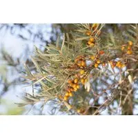 Sanddorn Hippophae Rhamnoides ‚Frugana‘ 60-100 cm - Der Sanddorn ‚Frugana‘ ist ein dekorativer Gartenstrauch mit leuchtend orangefarbenen Beeren. Ideal für sonnige Standorte und als pflegeleichte Kübelpflanze, bietet er hohe Zier- und Nutzwerte.