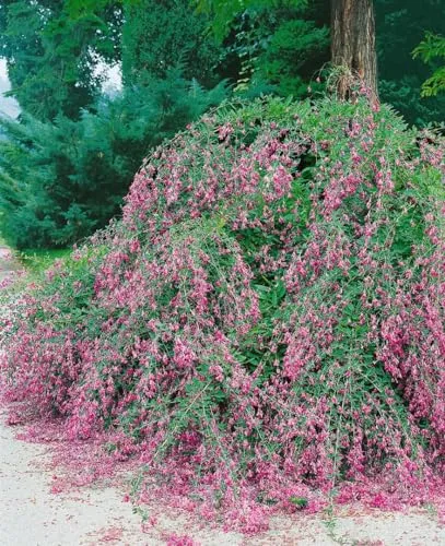Lespedeza buergeri - Pflegeleichter Buschklee mit rosa Blüten - Buschklee mit zarten rosa Blüten, ideal für Rabatten und bienenfreundlich. Pflegeleicht, trockenheitsresistent und winterhart bis -20 °C – perfekt für Gartenanfänger!