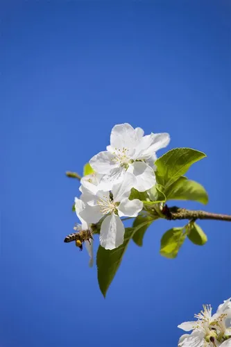 Pflanzen für Dich Malus 'Butterball' Apfelbaum - Kompakter Butterball-Apfelbaum mit gelben Blüten, ideal für sonnige Standorte. Perfekt für kleine Gärten und zur dekorativen Gestaltung.