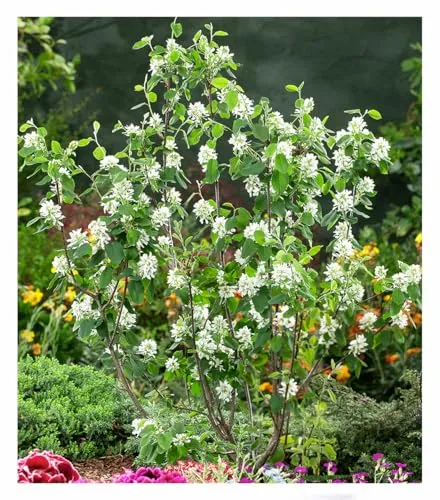 BALDUR Garten Felsenbirne Amelanchier 'Greatberry® Garden'