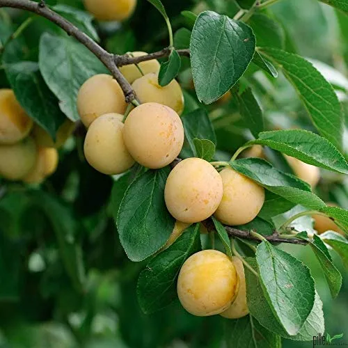 Nancy Mirabelle Pflaumenbaum