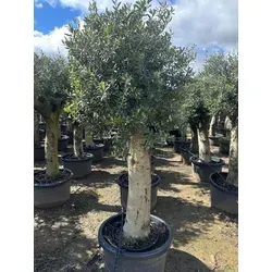 Olivenbaum XXL – Hochwertige Olea europaea aus Spanien, ca. 250 cm - Stattlicher Olivenbaum – ein Stück mediterranes Flair für Ihren Garten. Pflegeleicht und winterhart bis –17 °C. Ideal für Innen- und Außenbereiche. Bringen Sie mediterrane Lebensart in Ihr Zuhause!