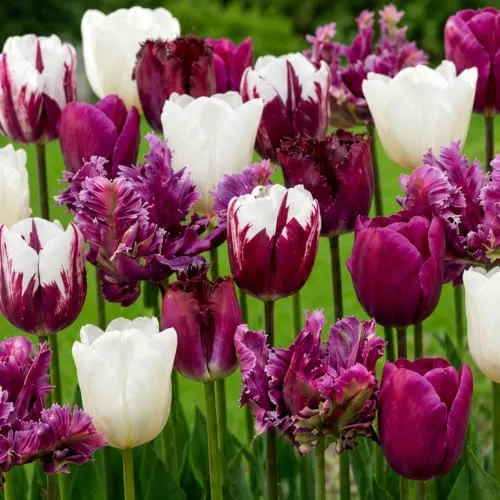 Tulpenzwiebeln Winterhart Mehrjährig Lila & Weiß Mischung von DUTCH BULBS