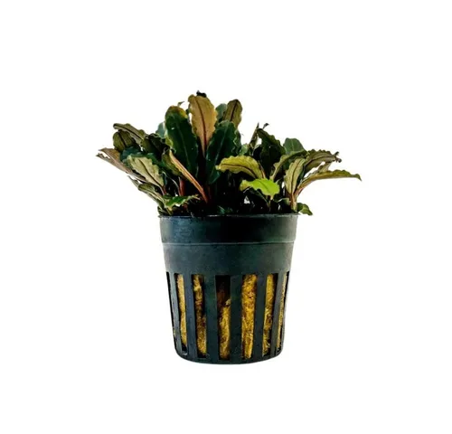 Aquaone Wasserpflanze Aquarium Pflanze Bucephalandra sp 'Blue green' Nr.340A