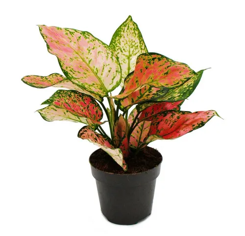Exotenherz Zimmerpflanze Aglaonema Buntblättriger Kolbenfaden Ausgefallene Sorten 12cm