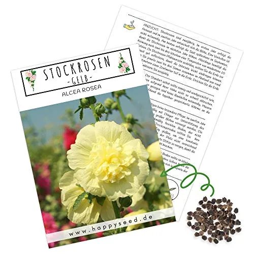 Stockrosen Samen zweijährig (Alcea Rosea, 100 Korn) - Wunderschöne Rosen mit langer Blütezeit für besondere Akzente in Ihrem Blumenbeet (Gelb)
