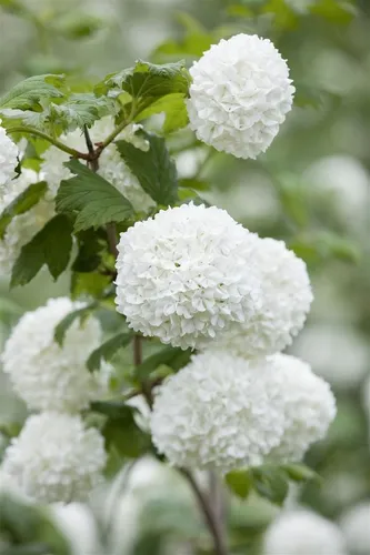 Viburnum opulus 'Roseum'