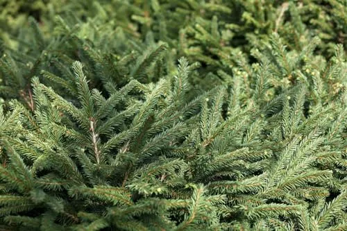 Picea abies 'Pumila Glauca' 9x9 cm Topf – Winterhart, Immergrün, Pflegeleicht – Zwergfichte – Konifere für Steingarten & Kübel