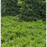 Produktbild Bodendecker Lorbeerkirsche Mount Vernon 20-30cm - Prunus,aurocerasus