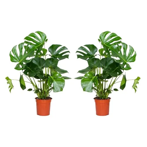 Bloomique - 2er Set - Monstera Deliciosa - Fensterblatt - Zimmerpflanzen - Pflegeleicht - Luftreinigend - Höhe 70-80 cm - Topf 21 cm