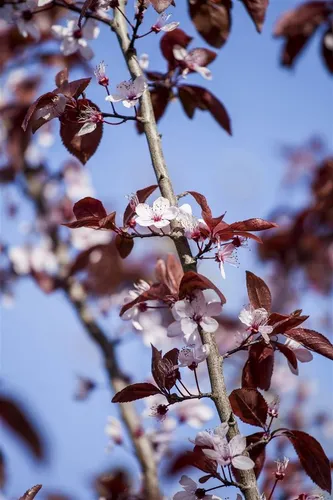 Prunus cerasifera 'Nigra' - Blutpflaume, dunkelrote Blüten - Ziergehölz mit dunkelvioletten Blüten, ideal für sonnige Standorte. Pflegeleicht, winterhart bis -15 °C und perfekt für Gartenanfänger.