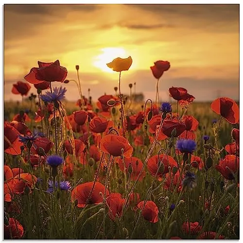 ARTland Wanddeko Glasbilder Wandbild Glas Bild einteilig Botanik Blumen Mohnblume Foto Rot Mohnblumen im Abendlicht S9RX
