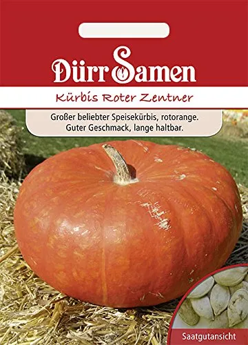 Dürr-Samen - Kürbis Roter Zentner Saatgut