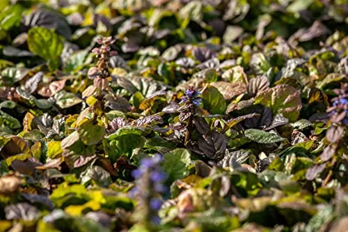 Ajuga reptans 'Braunherz' 9x9 cm Topf – Winterhart, Mehrjährig, Pflegeleicht – Kriechender Günsel – Bodendecker für Garten & Beet