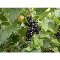 Ribes Nigrum Titania Schwarze Johannisbeere 40–60 Cm Ertragreich