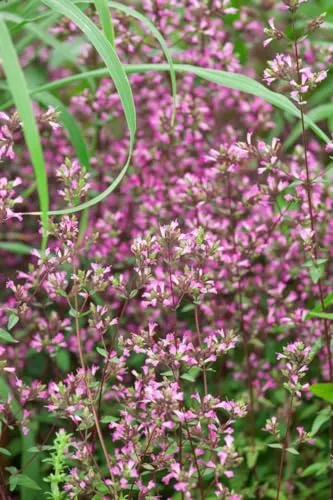 Origanum laevigatum 'Hopley' 9x9 cm Topf – Winterhart, Mehrjährig, Pflegeleicht – Zier-Oregano – Staude für Steingarten & Beet