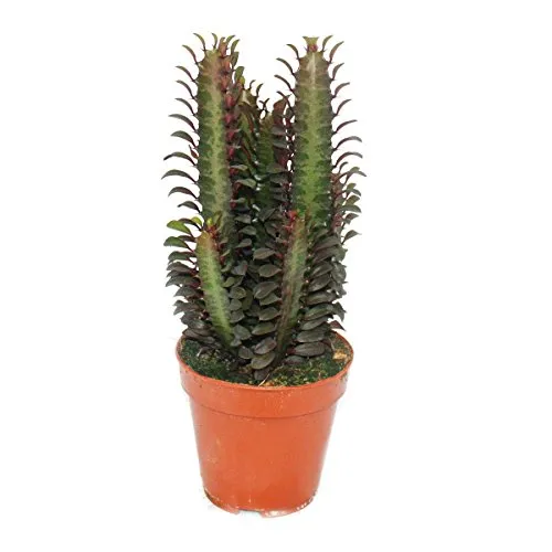 Exotenherz Kaktus Euphorbia trigona rubra - Mittelgroße Pflanze im 12cm Topf - Schöner Exotenherz Kaktus Euphorbia trigona rubra im 12cm Topf. Ideal für die kreative Raumgestaltung und pflegeleicht. Ein Blickfang für jedes Zuhause!
