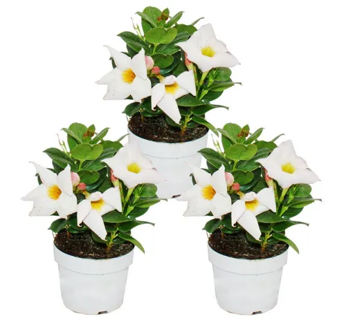Exotenherz Dipladenia Chilenischer Jasmin 10cm Topf 3er Set - Pflegeleichte Kletterpflanze für sonnige Standorte. Ideal für Balkone und Terrassen. Blüht von Mai bis Oktober und bringt Farbe in Ihren Garten!