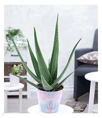 BALDUR Garten XXL Aloe Vera - Luftreinigende Zimmerpflanze - Extragroße Aloe Vera (55-65 cm) im 19 cm Topf, ideal für Wohnung und Büro. Ihr wertvolles Gel ist vielseitig verwendbar und sorgt für ein gesundes Raumklima.