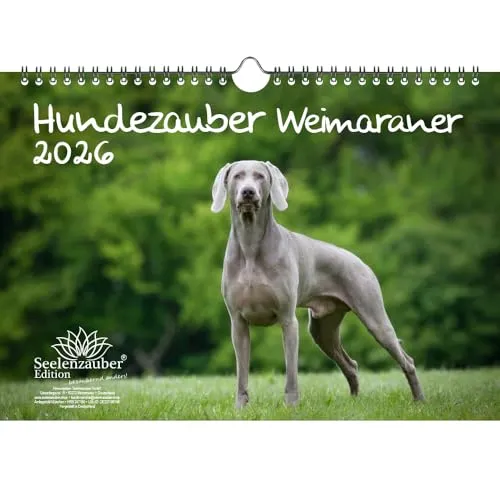 Hundezauber Weimaraner DIN A4 Kalender für 2026 Welpen und Hunde - Seelenzauber