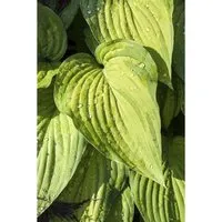 Hosta Ventricosa Herzblattlilie Ca. 9x9 cm Topf