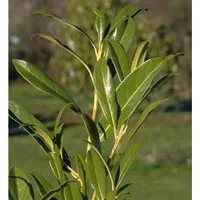 Produktbild Kirschlorbeer Ester 80-100cm - Prunus,aurocerasus