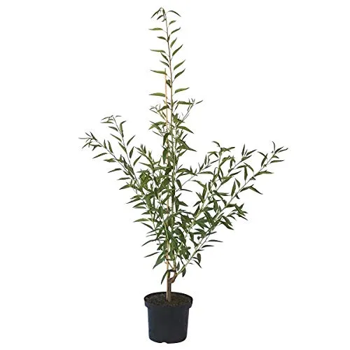 Mandelbaum Mandelkönigin - Robuste Süßmandel für Gartenliebhaber - Obstsamen & -pflanzen: Selbstfruchtbarer Mandelbaum mit Anwachsversprechen, ideal für sonnige Lagen und bietet köstliche Mandeln.