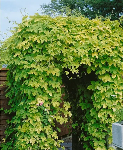 Produktbild Humulus Lupulus Aureus Gold-Hopfen