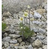 Produktbild Windröschen - Anemone multifida