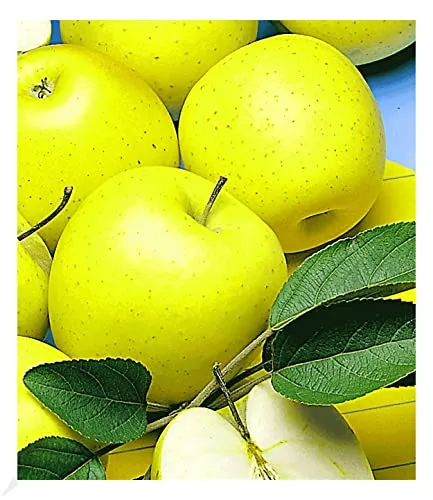 BALDUR Garten Säulen-Apfel 'Golden Delicious', 1 Pflanze, Apfelbaum, winterhart, platzsparende Säule für kleine Gärten, Balkone & Terrassen, Wasserbedarf gering, Malus domestica