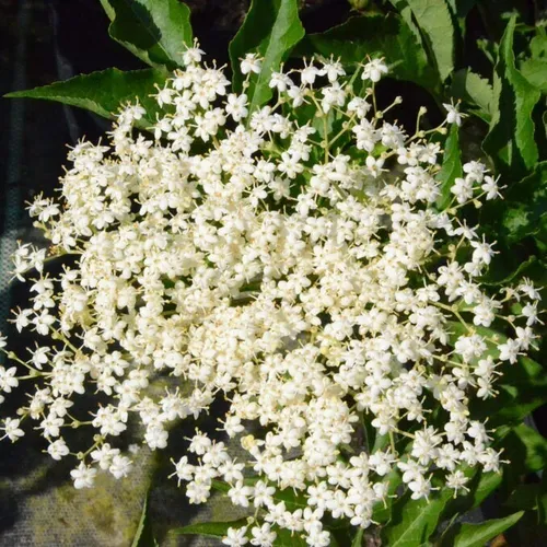 Schwarzer Holunder Haschberg Sambucus nigra - Großfrüchtige Pflanze im 3-5 Liter Topf - Obstsamen & -pflanzen: Robust und frostunempfindlich, ideal für alle Standorte, mit bis zu 400 cm Höhe und großfrüchtigen Erträgen. Versand aus der Baumschule mit Pflegeanleitung.